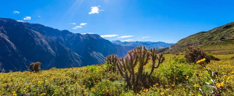 La route des Andes